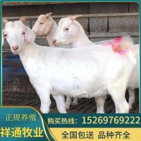 現(xiàn)貨供應美國白山羊 養(yǎng)羊基地銷售優(yōu)質白山羊肉羊活羊羊羔