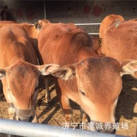 一歲左右的小牛犢現在價出售 新鮮牛肉 無瘦肉精 牛犢