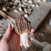 產地貨源干貨 云南羊肚菌3-4cm羊肚菇土特產酒店餐飲食用廠地批發(fā)