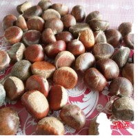 遷西栗子新鮮，生板栗新鮮，遷西板栗子