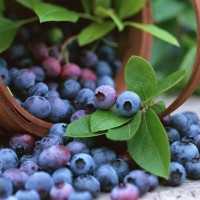 大興安嶺藍(lán)莓果干500克包裝 獨立三角包零食果干貨特產(chǎn)