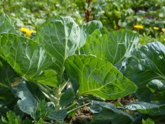 如何改善大棚土壤中顏色發青與發紅的問題？