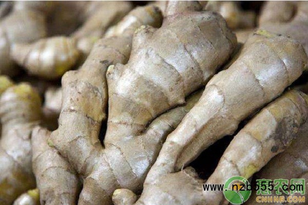  生姜栽培技術(shù)和管理-圖片版權(quán)歸惠農(nóng)網(wǎng)所有